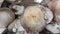 Closeup view of big pile of fresh harvested mushrooms