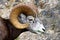 A closeup view of a bighorn sheep eating grass