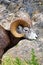 A closeup view of a bighorn sheep eating grass