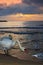 Closeup view birds seashore and dramatic sunrise sky
