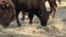 Closeup view of bison eating dry grass