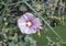 Closeup view of a bloom of alcea rosea, the common hollyhock, in the garden of the Winter Palace in Luxor, Egypt.