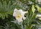 Closeup view of a bloom of Easter lily, lilium longiflorum, inside the Jewel Box in Forest Park in Saint Louis, Missouri.