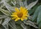 Closeup view of a bloom of the false sunflower, heliopsis helianthoides, in Vail Village, Colorado. ,