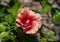 Closeup view of a bloom of hibiscus rosa-sinensis in bright sunlight on the island of maui in the state of Hawaii.