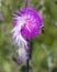 Closeup view of a bloom of Nodding thistle, carduus nutans, with a bumblebee feeding in Edwards, Colorado.