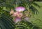 Closeup view of a bloom of the Persian silk tree, Albizia julibrissin, in Meadowbrook Park in Arlington, Texas.