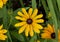 Closeup view of a bloom of Rudbeckia hirta, commonly called black-eyed Susan in a garden in Edwards, Colorado.