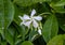 Closeup view of a bloom of star jasmine, Saint Paul de Vence, Provence, France