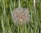 Closeup view of a bloom of Yellow salsify, Tragopogon dubius, in Edwards, Colorado.