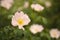 Closeup view of blooming briar rose bush outdoors. Space for text