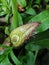 Closeup view of blooming Cryptocoryne ciliata Java