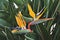 Closeup view of blooming flower of strelitzia among leaves