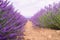 Closeup view of blooming lavender row in a scented field of Valensole village, France.