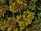 Closeup view of blooming sedum flowers (sedum hybridum) with yellow blossom and green leaves.