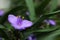 Closeup view of blooming tradescantia ohiensis outdoors