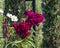 Closeup view blooms Crested cockscomb and Garden cosmos in the gardens of the Alhambra, Granada, Spain.