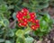 Closeup view of blooms of Flaming Katy, Kalanchoe blossfeldiana, in the Jardin Majorelle in Marrakesh, Morocco.