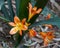 Closeup view of blooms of the Natal lily, Clivia miniata, in the Jardin Majorelle in Marrakesh, Morocco.