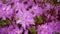 Closeup view of blossom of purple colored flower in botanical garden in spring. Focus on flower head in center-left.