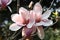 Closeup view of blossoming magnolia tree on spring day