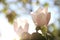 Closeup view of blossoming quince tree outdoors on spring day