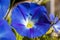 Closeup view of a blue Morning Glory flowers