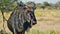 Closeup view of blue wildebeest antelope resting in shadow in Etosha National Park, Namibia, Africa.