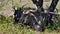 Closeup view of blue wildebeest antelopes resting in shadow in Etosha National Park, Namibia, Africa.