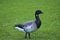 Closeup view of brent goose Branta bernicla with black beak walking and grazing on Beautiful creen lawn in Blackrock Park