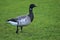 Closeup view of brent goose Branta bernicla with black beak walking and grazing on Beautiful creen lawn in Blackrock Park