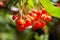 A closeup view of the bright orange ashberries with a sunlight streaming on them through the rowan leaves