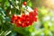 A closeup view of the bright orange ashberries with a sunlight streaming on them through the rowan leaves. Selective focus