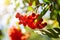 A closeup view of the bright orange ashberries with a sunlight streaming on them through the rowan leaves. Selective focus