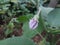 Closeup view of brinjal in its growth stage