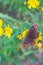 Closeup view on brown butterfly standing on yellow flower.