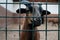 Closeup view: brown goat with horns looking out from a cage. Domestic animal in captivity. Unhappy hungry prisoner in a zoo asking