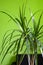 Closeup view of a bunch of dark green thin leaves of a houseplant