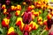 Closeup view of burgundy tulip.