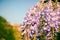 Closeup view of the butterfly bushes blossom under a blue sunny sky during daytime