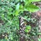 Closeup view of a butterfly in a lime plant