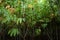 Closeup view cassava plant in fields