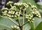 closeup view of a cluster of flowers and leaves that look like something out of