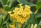 Closeup view of a cluster of yellow alyssum flowers in Dallas, Texas.