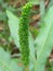 Closeup view of clusters of sporangia on stems of fertile Spike like fronds of Helminthostachys zeylanica fern.