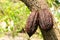 Closeup view of cocoa tree