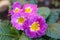 Closeup view colorful flower primrose ,primula vulgaris.Primula is an spring flower. Primula is a genus of herbaceous