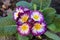 Closeup view colorful flower primrose ,primula vulgaris.Primula is an spring flower. Primula is a genus of herbaceous
