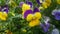 Closeup view of colorful flowers with green leaves in the background