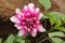 Closeup view of a colorful pink dalia flower